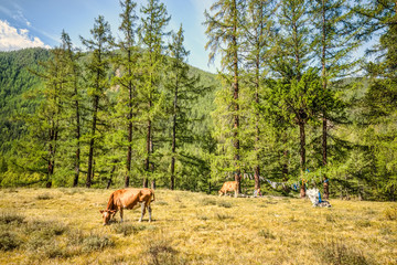 Herd of cows grazing
