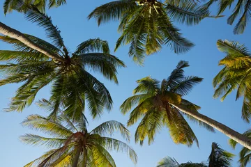 Naadloos Behang Airtex Palmboom palmbomen tegen een blauwe lucht