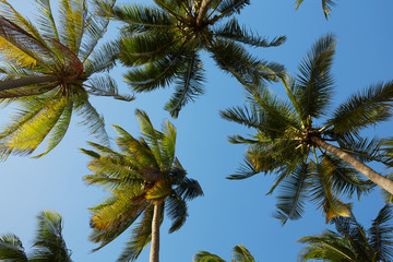 palmbomen tegen een blauwe lucht