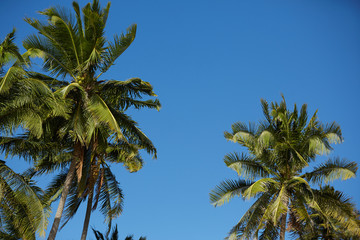 Obraz na płótnie Canvas palm trees against a blue sky