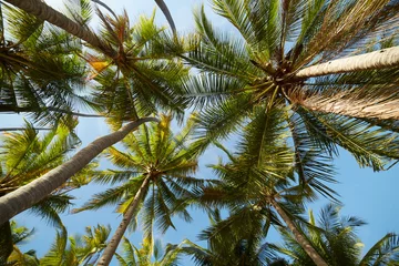 Crédence de cuisine en verre imprimé Palmier palm trees against a blue sky
