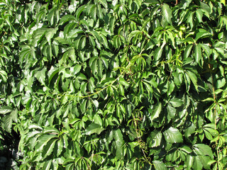 Background of green leaves