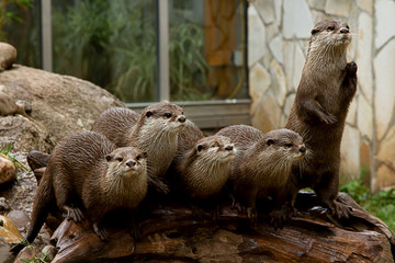 Otter