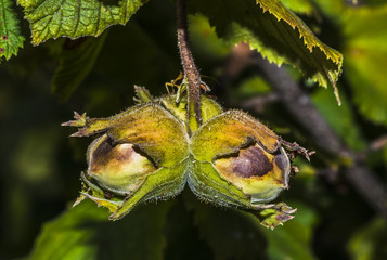 noisettes à l'arbre