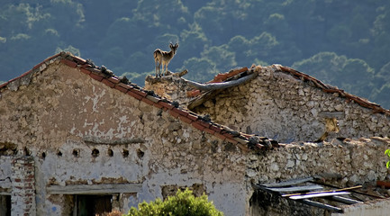 Cabra hispánica sobre los tejados de construcciones antiguas en ruina en el parque natural de Cazorla, Segura y las Villas.