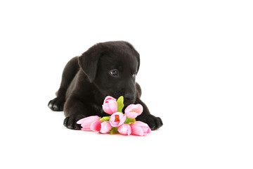 Beautiful black labrador puppy with flowers isolated on a white