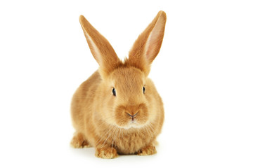 Young red rabbit isolated on white