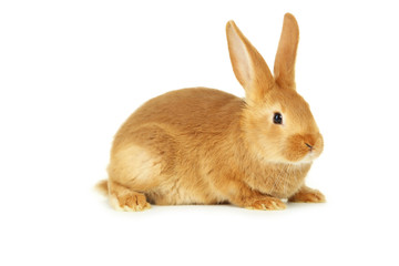 Obraz premium Young red rabbit isolated on white