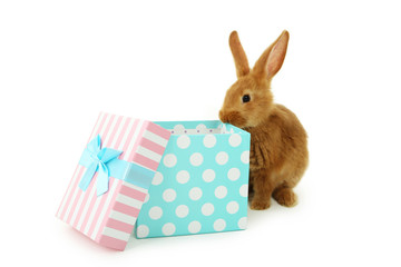 Young red rabbit near gift box  isolated on white