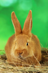 Young red rabbit in hay on green background