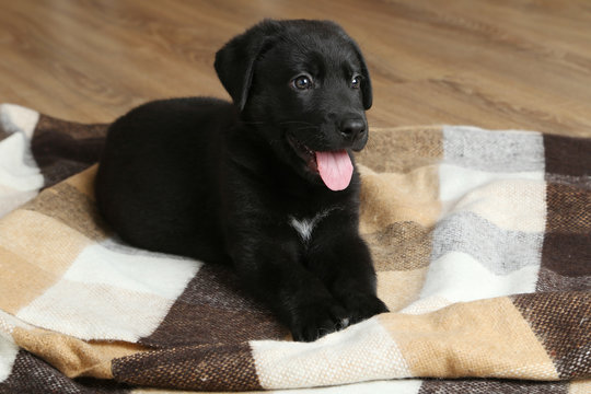 Beautiful black labrador puppy on plaid