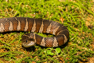 Naklejka premium Baby Northern Water Snake