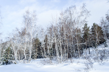 Birch and pine forest