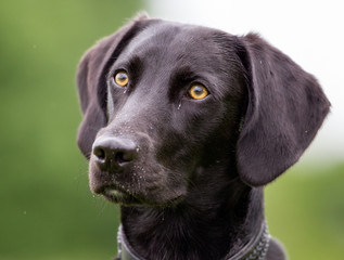 Mixed breed dog outdoors in nature