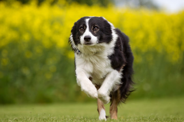 Border collie dog outdoors in nature