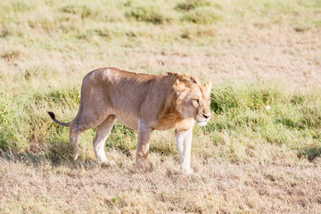 Naklejka na ściany i meble Lion in Serengeti