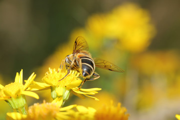 bee viewed from the rear macro closeup