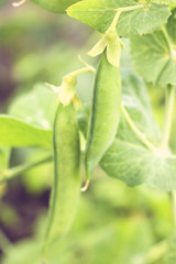 Green peas in the garden
