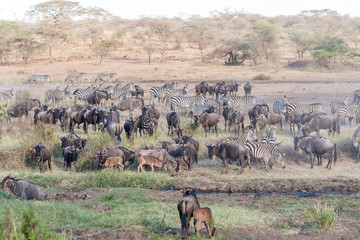 Zebras and Wildbeests in Serengeti in Tanzania
