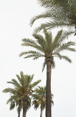 Fototapeta na wymiar Palms