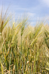 Barley / nearly mature barley in a field