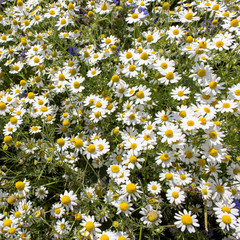 chamomile / Chamomile flowers in a meadow