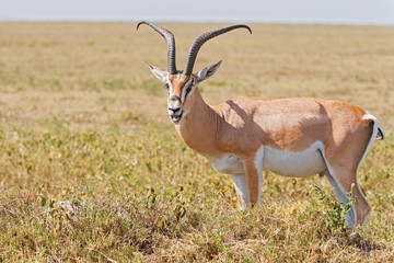 Impala antelope in Africa