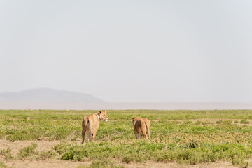 Lions in Serengeti National Park