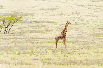 Giraffe in Serengeti National Park