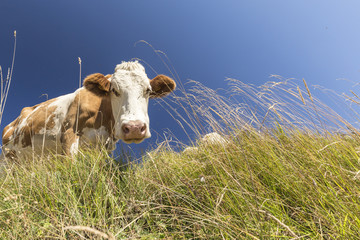 Fototapeta na wymiar cow close up