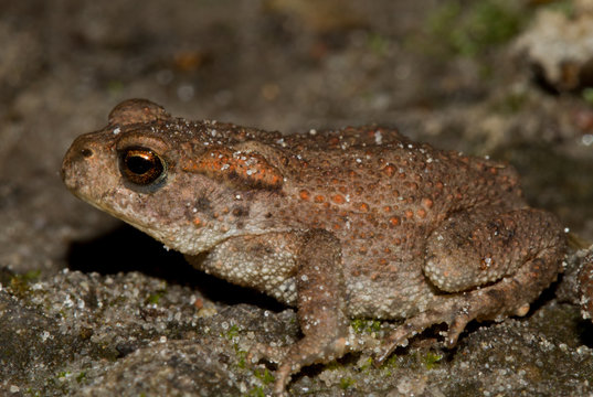 A young Common toad