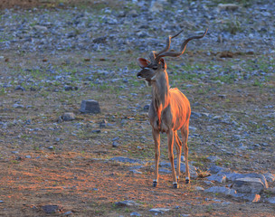 Kudu