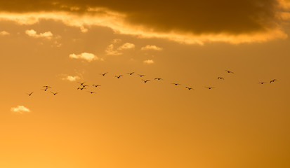 a flock of birds at dawn, the sun
