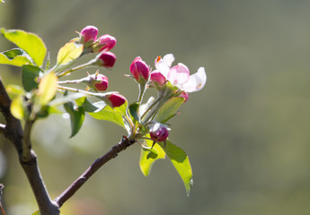 Beautiful flowers on the tree in nature