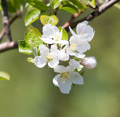 Beautiful flowers on the tree in nature