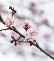 beautiful flowers on a tree in spring
