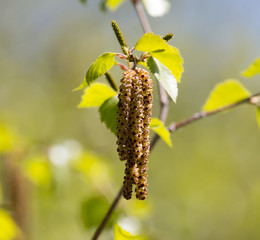 Fototapeta premium flowers on the birch tree in nature