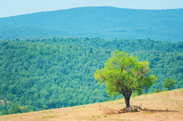Lonely tree on top of the hill.