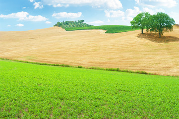 Obraz premium Landscape near Buonconvento in Tuscany, Italy.
