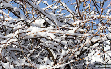 branch of a tree in the snow against the blue sky