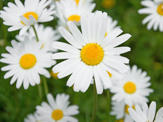 Fototapeta premium Margeriten - Leucanthemum