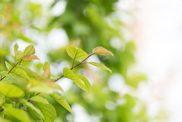 beautiful leaves on the tree in nature