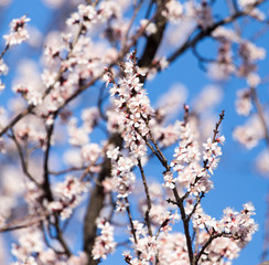 Beautiful flowers on the tree in nature