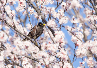 Starling on a tree with flowers