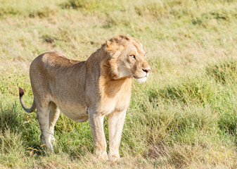 Lion  in Serengeti