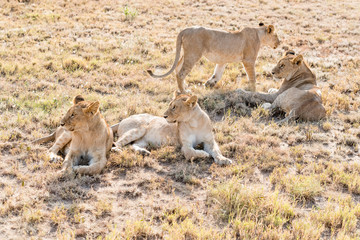 Fototapeta na wymiar Lions in Serengeti