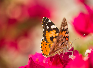 Butterfly, Painted Lady, Spain on a pink red bourgenvilla flower