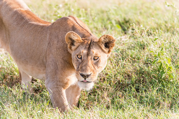 Lion  in Serengeti