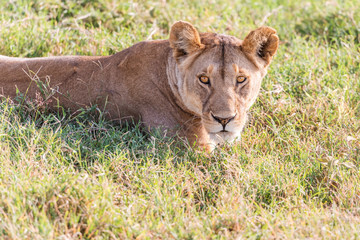 Fototapeta na wymiar Lion in Serengeti