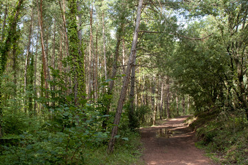 landscapes of prades	
Red pine forest and paths areas of natural interest of the Montsant mountains to Prades, Catalonia, Spain
